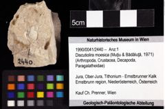 Foto (Objket + Etiketten) von Discutiolira moesica (Muţiu & Bădăluţă, 1971) 